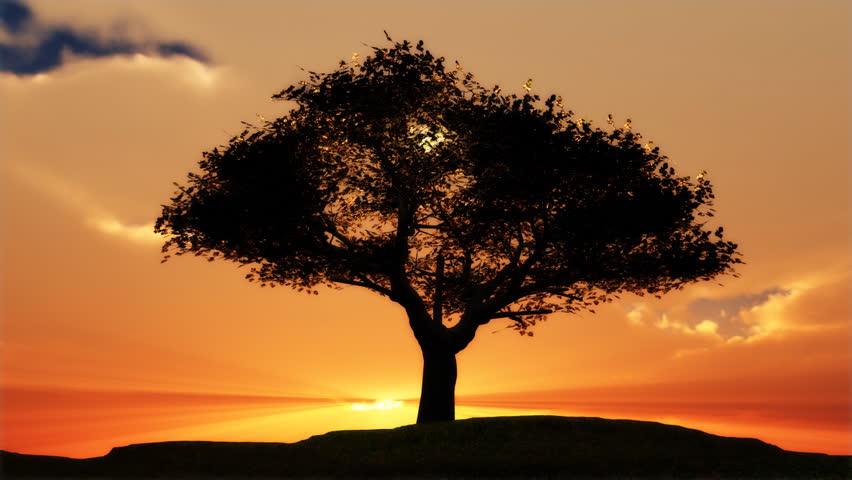 1076 Sentinel Cherry Tree with sunset. More in my portfolio | Shutterstock HD Video #340114