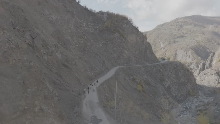 With the driveway surrounded by steep cliffs, the shepherd drives the cows to herd