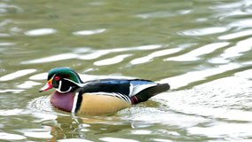 4K Video: Colorful Mallard Duck Swimming on Lake Water - Avian Elegance