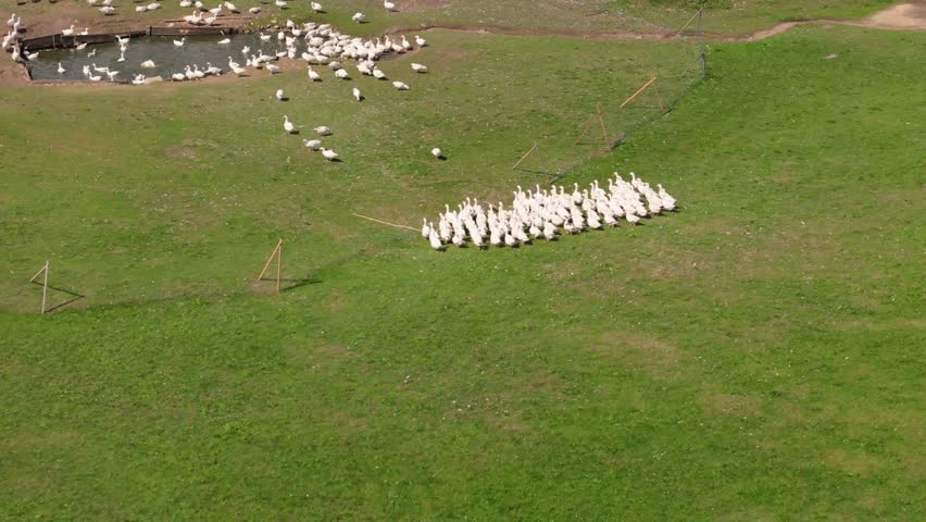 Large flock of wild Geese congregating around small pond of water. Aerial