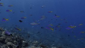 A school of fish is living beside a coral reef. Sea life of Tulamben, Bali, Indonesia. 4k slow motion underwater video.