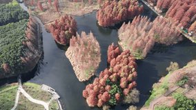 Aerial view of metasequoia forest in Dalianhu Lake, Qing'xi Suburban Park, Shanghai, China in early December. The red and green leaves make the perfect autumn color palette. 4K real time drone footage