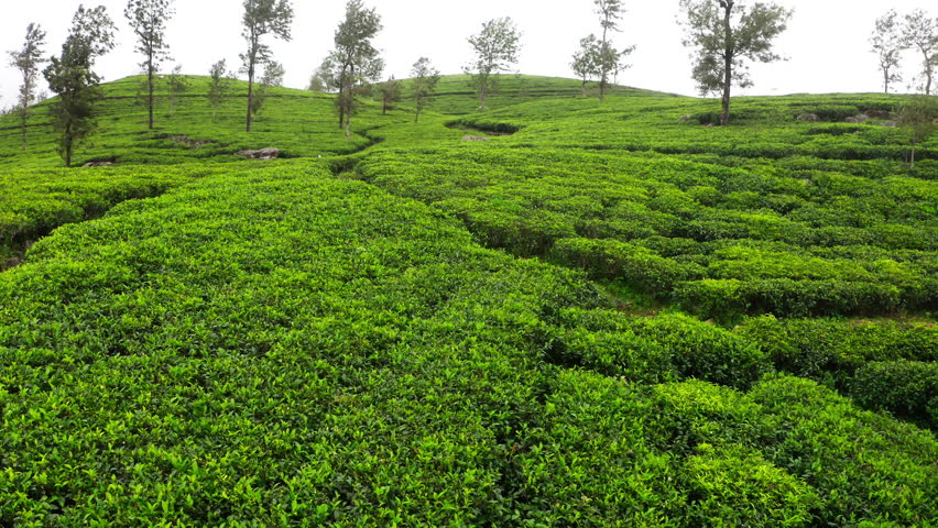 Flying  drone view over Ceylon green tea plantations 4K footage. Exotic countries traveling or tea cultivation agriculture concept. Lipton's seat, Haputale, Sri Lanka. Royalty-Free Stock Footage #3401350863