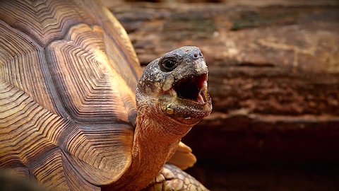 Angonoka or Ploughshare tortoise yawning in Madagascar. This is the most critically endangered tortoise in the world (~500 left in the wild). Extinction predicted in 10 years. Zoology, Biology.