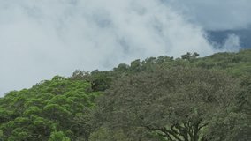 Misty cloud forest in the foothills of the Chiriqui highlands in Baru volcano, Panama, Central America - stock video