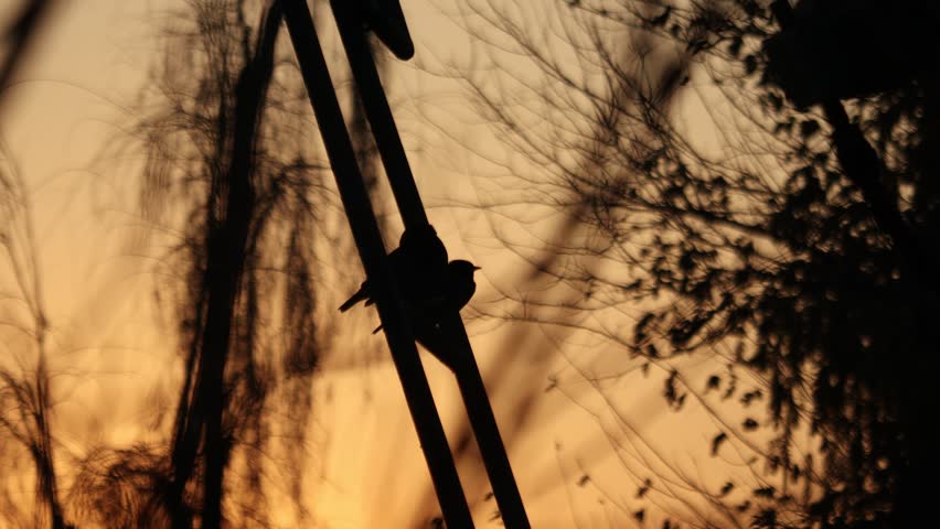 Pakistan native birds in the natural habitat, Birds in the real Silhouette. (Doves, Bulbul, Myna, Crow, Bushtit).