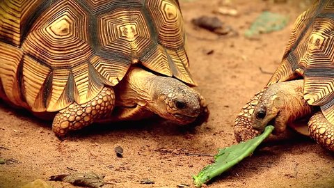 Angonoka or Ploughshare tortoises eating cactus in Madagascar. This is the most critically endangered tortoise in the world (~500 left in the wild). Extinction predicted in 10 years.