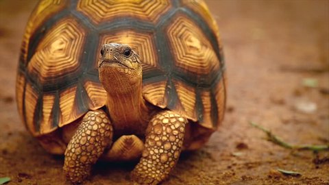 Angonoka or Ploughshare tortoise in Madagascar. This is the most critically endangered tortoise in the world (~500 left in the wild). Extinction predicted in 10 years. Zoology, Biology, Herpetology.