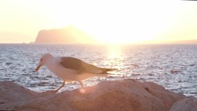 Close-up video of a seagull standing on top of a stone, attentively looking around. Seagulls standing on a rock at sunset. Animal wildlife. Penyal d'Ifac Natural Park, Calp, Alicante, Spain.