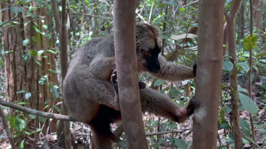 Common brown lemur (Eulemur fulvus) looks around and then climbs to the top of a tree. Madagascar.