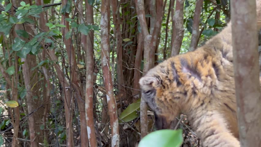 Close-up portrait of Common brown lemur (Eulemur fulvus). Madagascar.