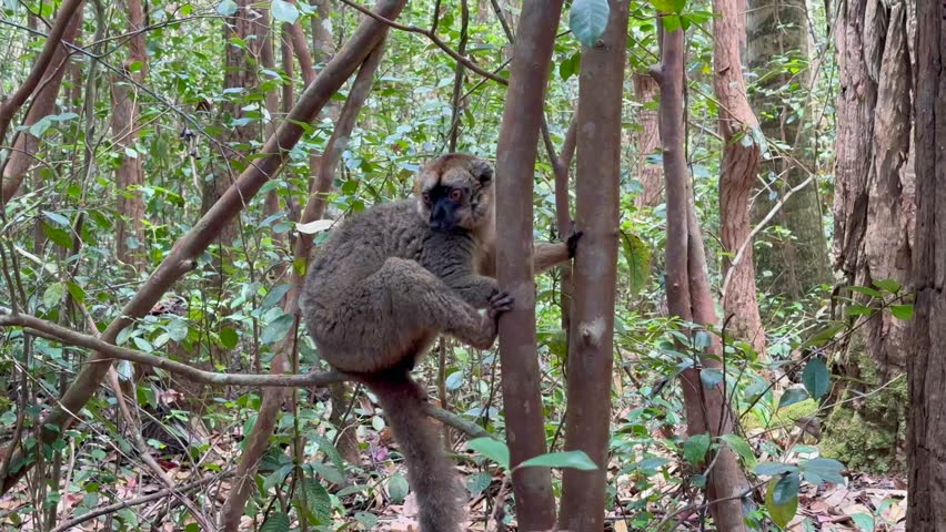 Common brown lemur (Eulemur fulvus) looks around and then cleans itself. Madagascar.