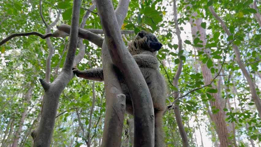 Common brown lemur (Eulemur fulvus) sitting on a tree and looking around, Madagascar