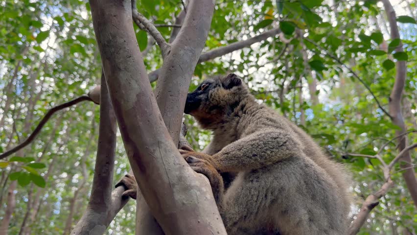Common brown lemur (Eulemur fulvus) sitting on a tree, looking around. Madagascar.