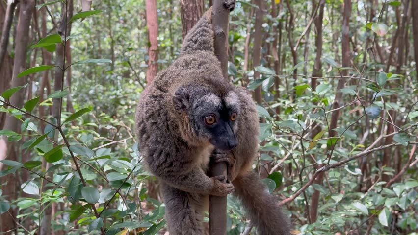Common brown lemur (Eulemur fulvus) sitting on a tree looking around. Madagascar.