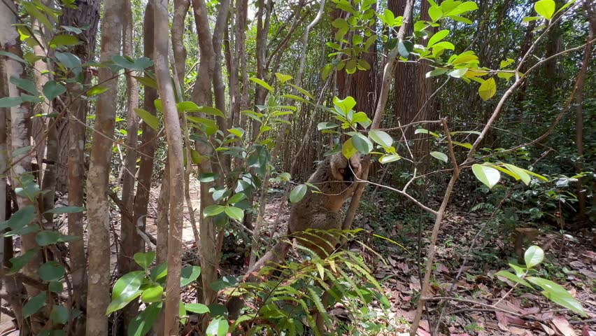 Common brown lemur (Eulemur fulvus) jumping from tree to tree. Madagascar.