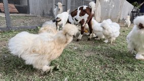 Chickens and goats interacting in a farmyard.