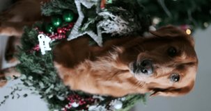 A vertical video of a Golden Retriever dog sitting against the background of a Christmas tree, and on her neck she has a wreath of fir branches with decorations.