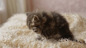 Cute fluffy homemade striped kitten washes, licks its paw
