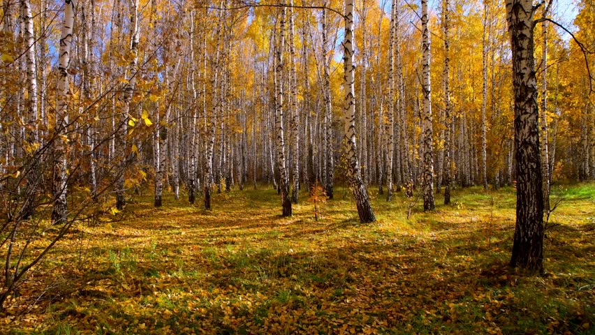 Colorful landscape of autumn forest. View of the birch grove. Going forward. Walk in the park. Countryside.