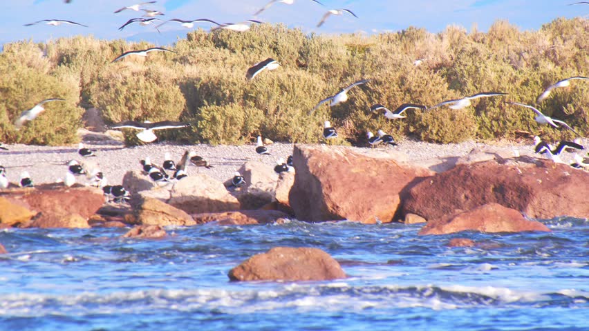 Multiple Flying Sea birds coming to land on the island with short bushes on the Patagonia coastline 