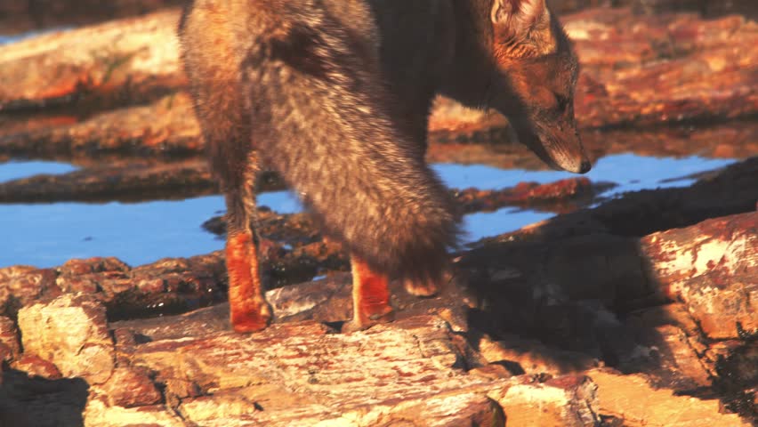 Patagonian Fox walks to the water and drinks its bit being cautious all the time on full alert 