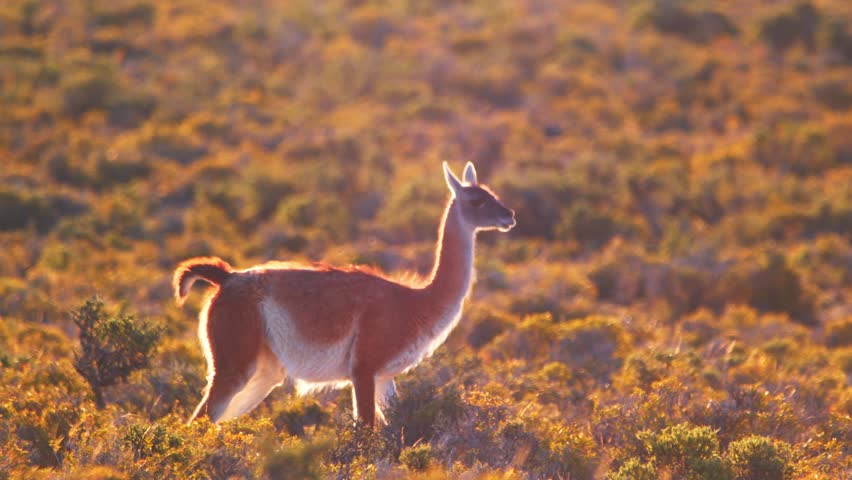 Single Guanaco Walking across the meadow with colorful bushes backlit, rim light effect slow motion