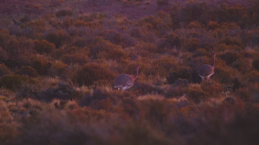 Small Flock of Rhea Birds moving through the meadows during late evening 