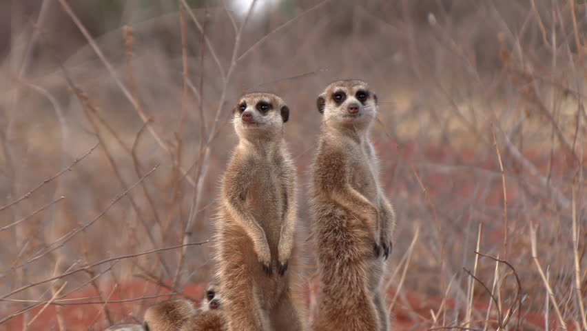 Two meerkats stand upright next to each other and scan the area for any danger.