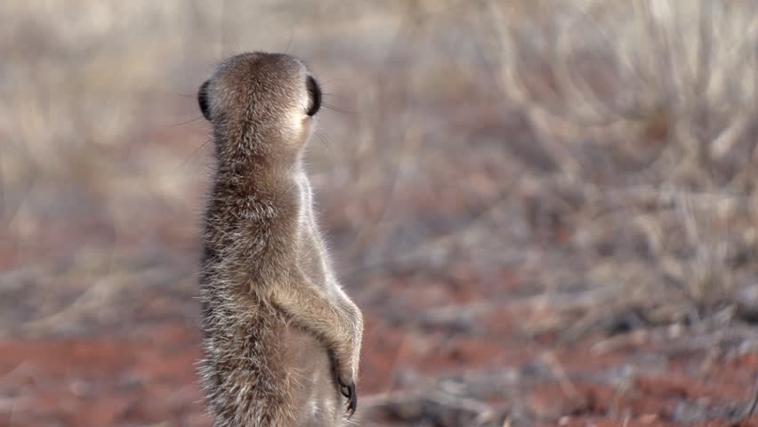 Close up of a meerkat standing up and looking around to spot danger.