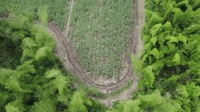 Aerial view of vast Pineapple fields in Cali, Colombia_4K