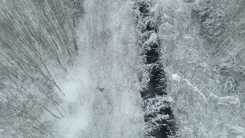 Aerial birdseye tracking shot of moose walking in deep snow in winter forest Royalty-Free Stock Footage #3401842297