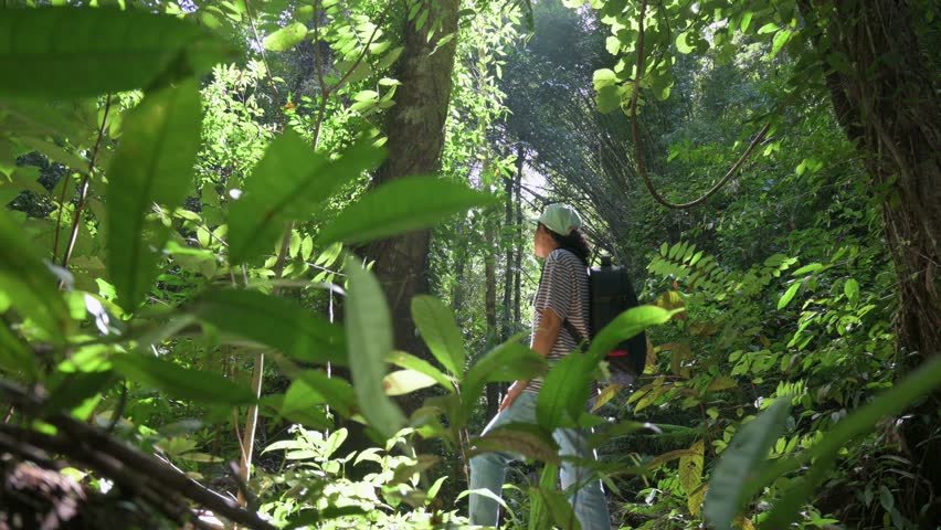 Solo female hiker exploring the beauty of lush foliage forest under morning sunlight in Thailand. Nature and environmental conservation. Jungle adventure. Outdoor pursuit. UHD. 4K.