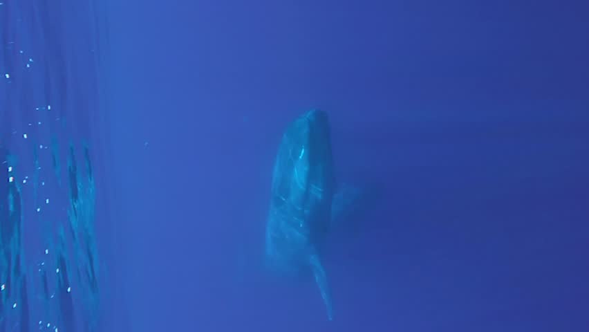 Vertical video - Two Blue Whales mother, with baby whale slowly swim in blue water in sunrays. Great Blue whale (Balaenoptera musculus) Slow motion, Indian Ocean