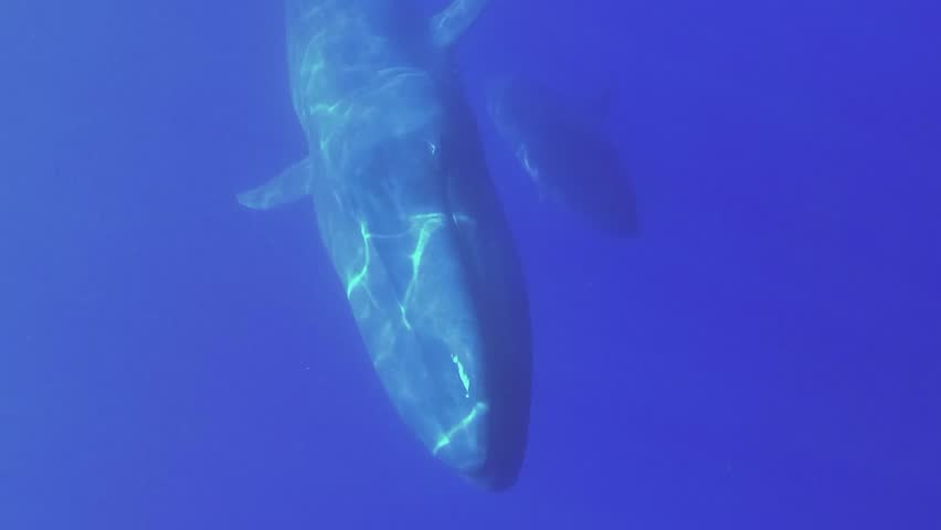 Vertical video - Family of Blue Whales mother, with baby whale slowly swim in blue water in sunrays. Great Blue whale (Balaenoptera musculus) Slow motion, Indian Ocean