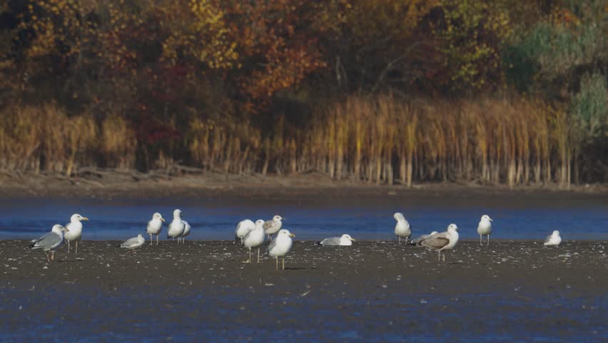 Many river gulls hunt fish in lakes, rivers, and canals. Seagulls fly over the water. Seagulls gracefully glide over the water