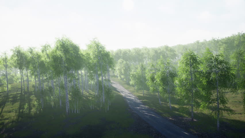 dirty road through summer forest