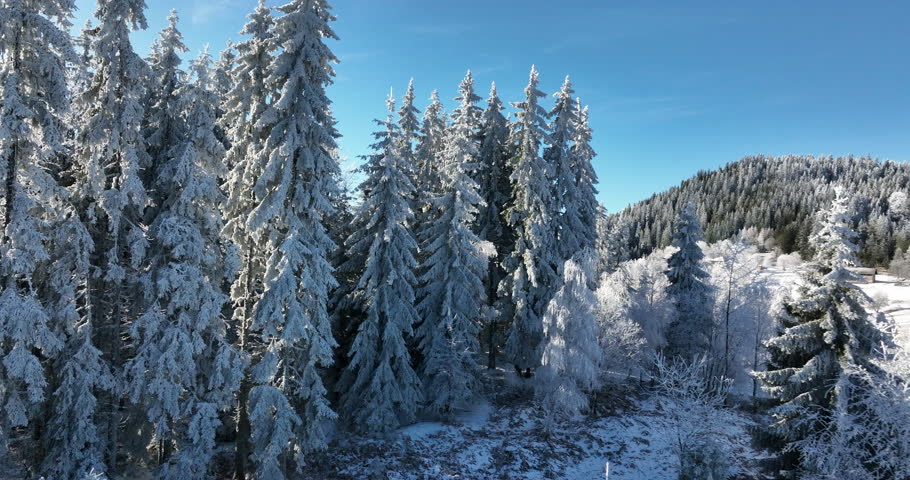 Winter Trees Alpine Landscape Early Morning Sunrise Holiday Travel And Tourism Frosty Tree Tops Vibrant Colors Aerial 4k Cinematic