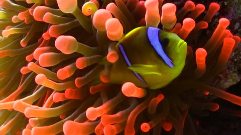 Clown Fish in Red Anemone