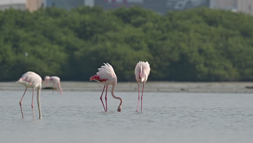 Migratory birds Greater Flamingo wandering in the shallow water at the bird sanctuary in the early winter morning low light Royalty-Free Stock Footage #3401966577