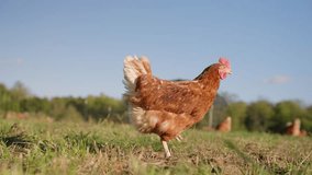 Brown free range chicken pecking at ground and walking around open grass field in slow motion on midwestern egg farm - Powered by Shutterstock - Get 15% off with code: PIKWIZARD15