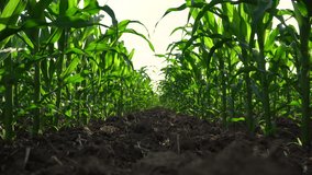 Corn stalks in the field. Corn field in summer. Corn cultivation. 4k video.