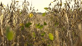 Soy field at sunset. The soybeans is illuminated by the sun. 4k video.