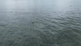 Drone Video of Harbor Seals swimming in Cape Cod, MA in 4K