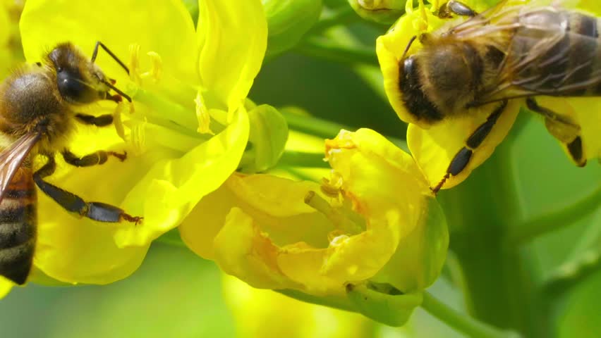 Macro nature two Honey Bee sticks its head into rapeseed flowers to collect pollen and nectar for pollination.