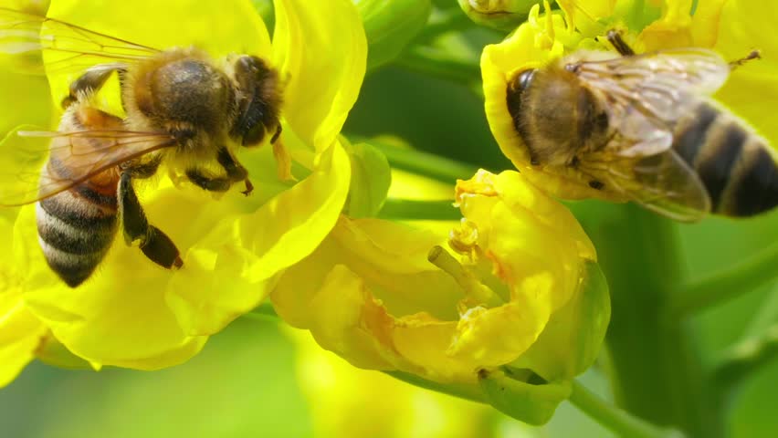 Macro nature two Honey Bee sticks its head into rapeseed flowers to collect pollen and nectar for pollination.