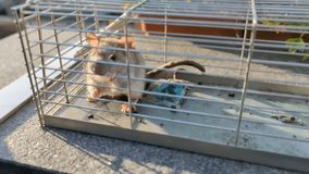 Mouse in a metal cage, gray rat in trap