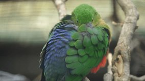 Video of Australian king parrot