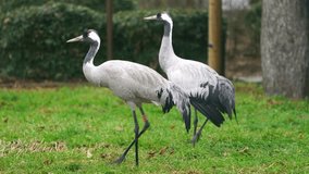Video of Common Crane in zoo