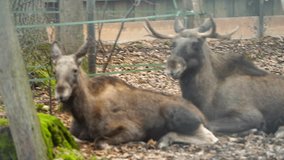 Video of Elk in zoo